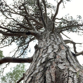 Saariselällä kasvaa joitakin yli 500-vuotiaita puita. 
