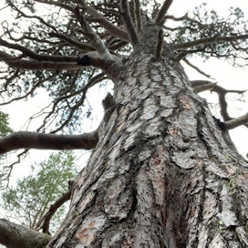 Suuri siirretyn puun menestyksen tae olisi Maria Suteniuksen mukaan tarpeeksi kookas paakku ja laadukas jälkihoito. Kuvassa vanha mänty Saariselän Iisakkipään luontopolulta.