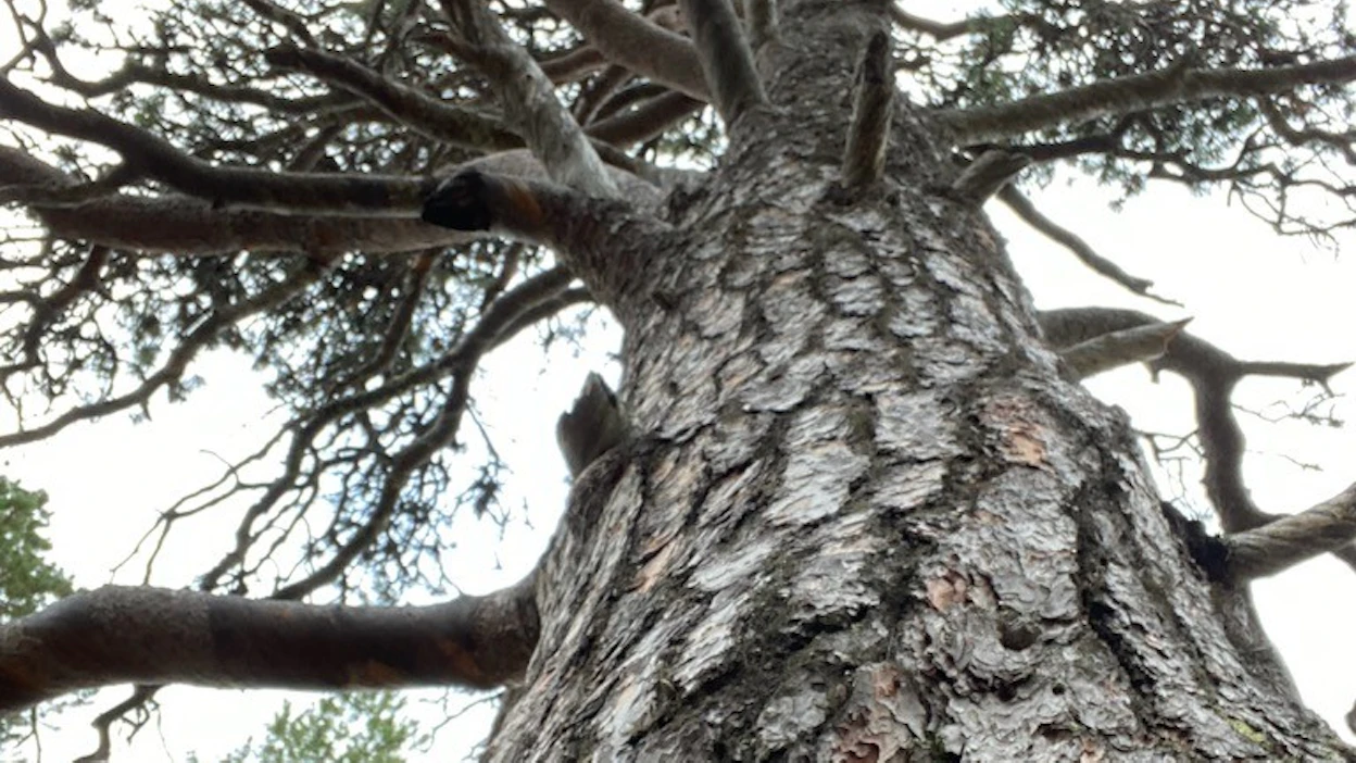 Suuri siirretyn puun menestyksen tae olisi Maria Suteniuksen mukaan tarpeeksi kookas paakku ja laadukas jälkihoito. Kuvassa vanha mänty Saariselän Iisakkipään luontopolulta.