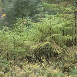 Metsien rakenne ja kehitys -sanasto sisältää 159 metsään liittyvää termiä ja määritelmää. 