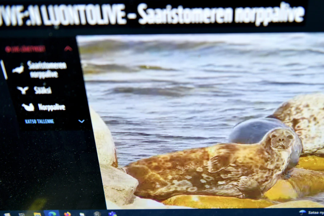 Saaristomeren norppalive toteutettiin myös viime keväänä. Tuolloin Luontolivessä nähty lähetys keräsi noin 700 000 katselukertaa. LEHTIKUVA / Heikki Saukkomaa.
