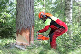 Paksun kaarnan sahaus paljasti, että Jonköpingin ilmansuodatin päästää kuivaa, hienojakoista sahauspölyä kaasuttimeen.