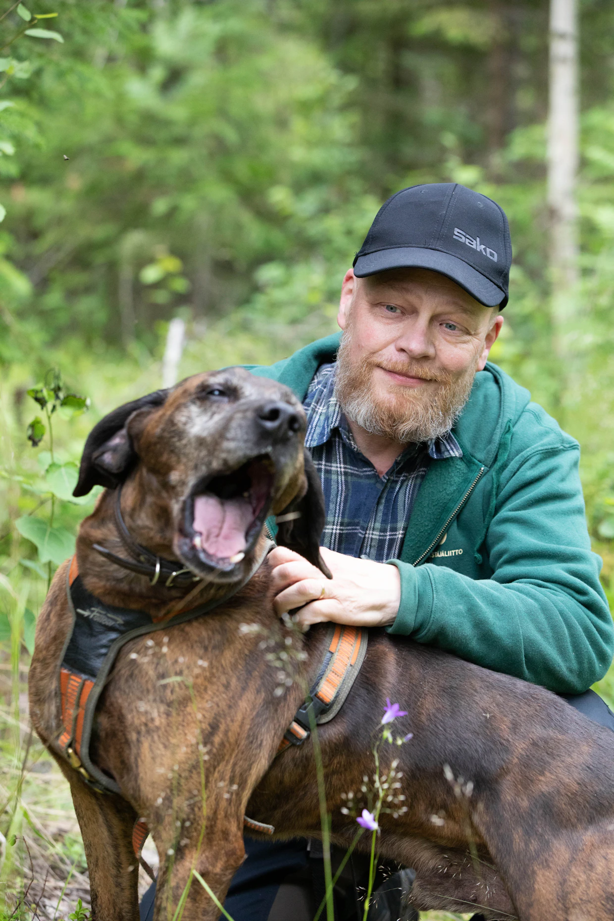 Plottinajokoira on suurikokoinen ja kantavaääninen suurriistakoira, mutta kotioloissa lempeä jättiläinen.