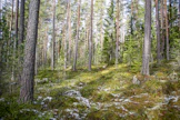 Selvä vähemmistö metsän­omistajista pitää metsäkeskustelua tasapuolisena tai tosiasioihin pohjautuvana.