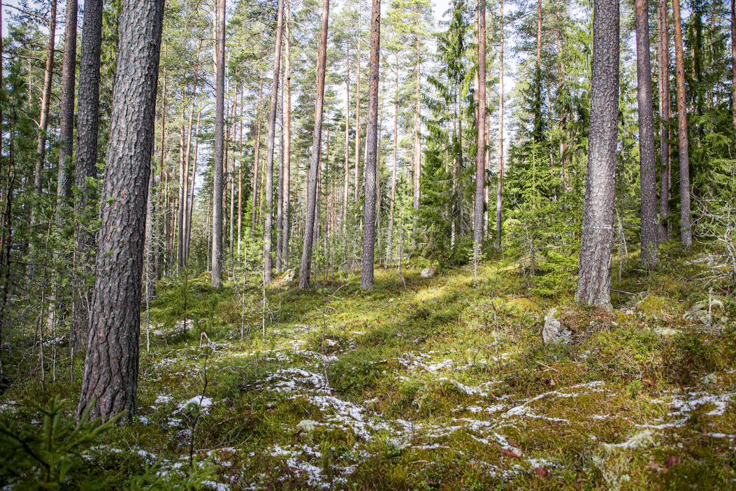 Selvä vähemmistö metsänomistajista pitää metsäkeskustelua tasapuolisena tai tosiasioihin pohjautuvana.