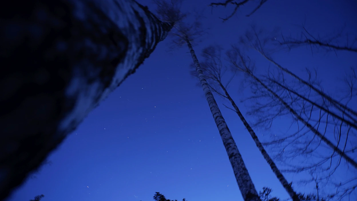 Teemu Keskisarja ihmettelee sitä, että metsäpolkujen valaistusta perusteellaan turvallisuudentunteella. ”Metsän pimeydestä väijymällä ei ole murhattu melkein ketään sitten Kyllikki Saaren vuonna 1953.”