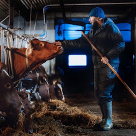 Palavasta navetasta pelastuneille lehmille löytyi väliaikaiset tilat, jotka ovat nyt käymässä ahtaiksi, Arto Hämäläinen kertoo. 