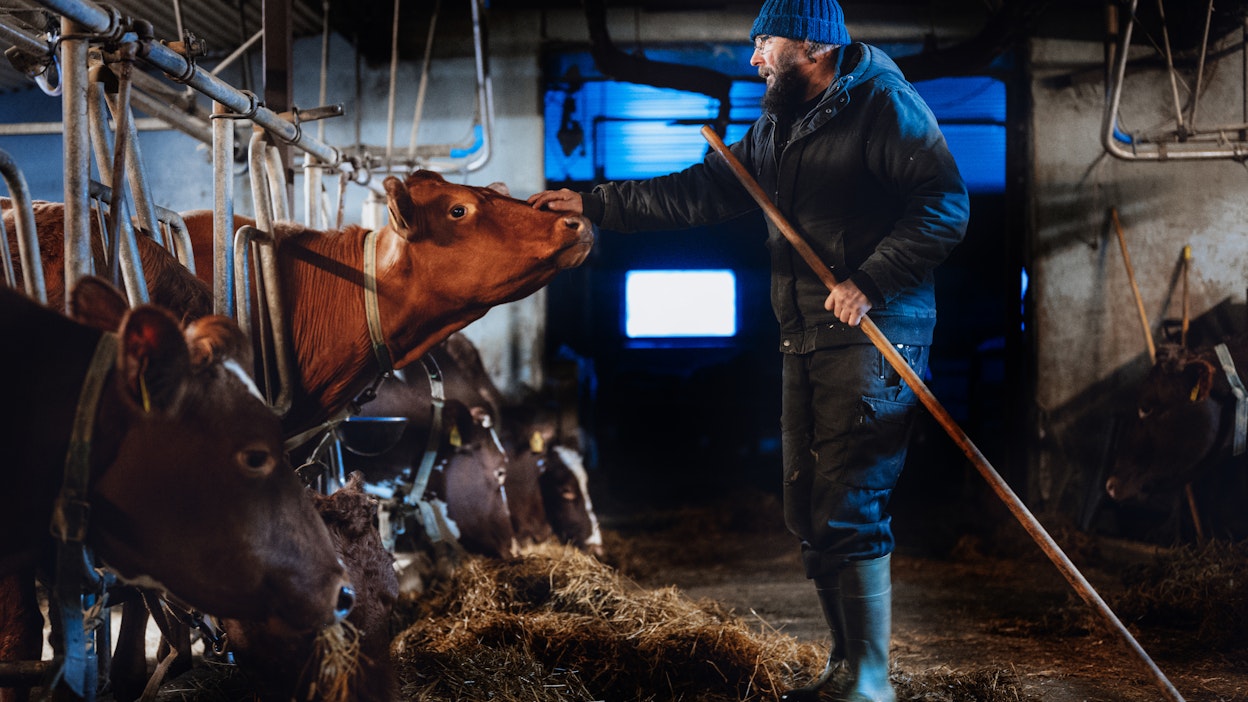 Palavasta navetasta pelastuneille lehmille löytyi väliaikaiset tilat, jotka ovat nyt käymässä ahtaiksi, Arto Hämäläinen kertoo. 