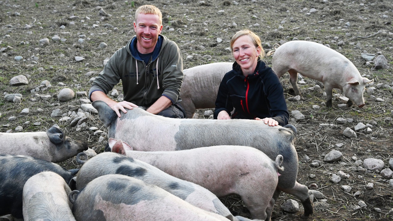 Ronja Brennerin ja Andreas Norlundin siat ovat tehneet selvää jälkeä vehnäpellosta, jonne ne tuotiin elokuun alussa. Yli polven korkuinen kasvusto on syöty ja maa käännetty tehokkaasti.