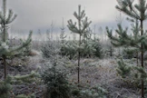 Suomalaiset ymmärtävät edelleen metsien hoidon ja käytön merkityksen yhteiskunnan hyvinvoinnille.