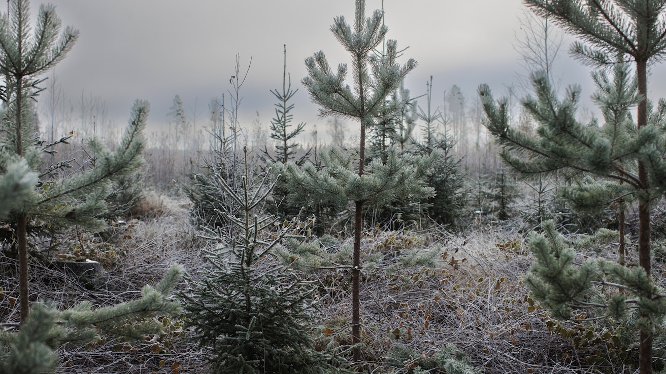 Suomalaiset ymmärtävät edelleen metsien hoidon ja käytön merkityksen yhteiskunnan hyvinvoinnille.