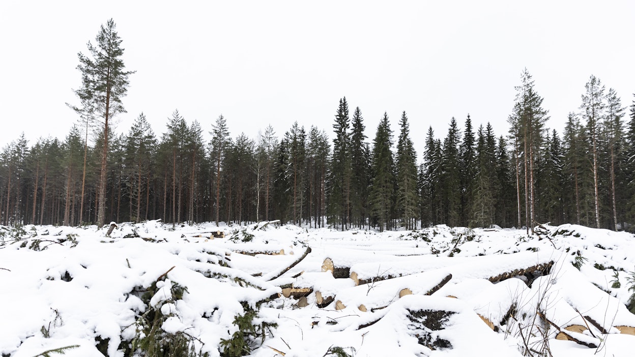 Esimerkiksi puutuotteet eivät asetuksen mukaan saa aiheuttaa metsäkatoa.