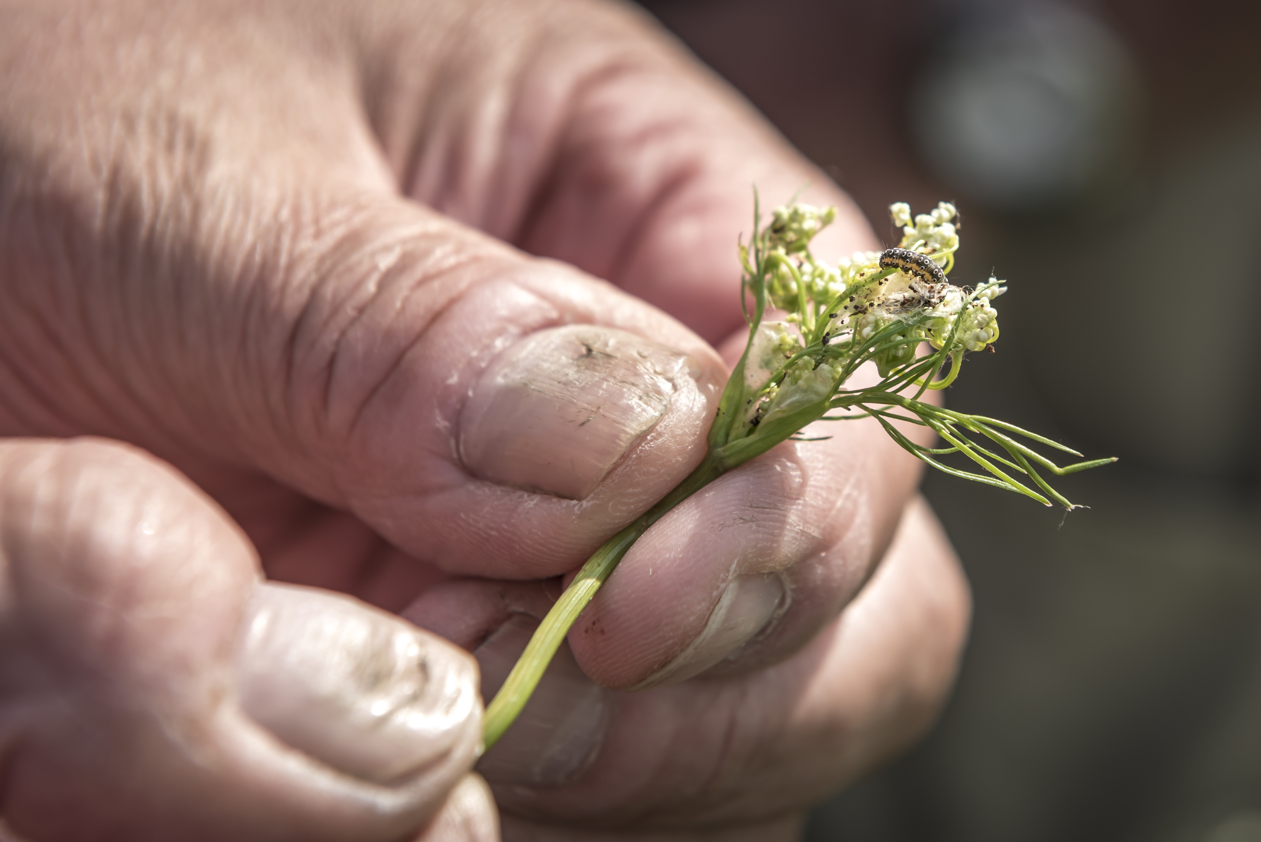 Täysikokoista toukkaa ei voi olla havaitsematta kuminan kukinnoista.