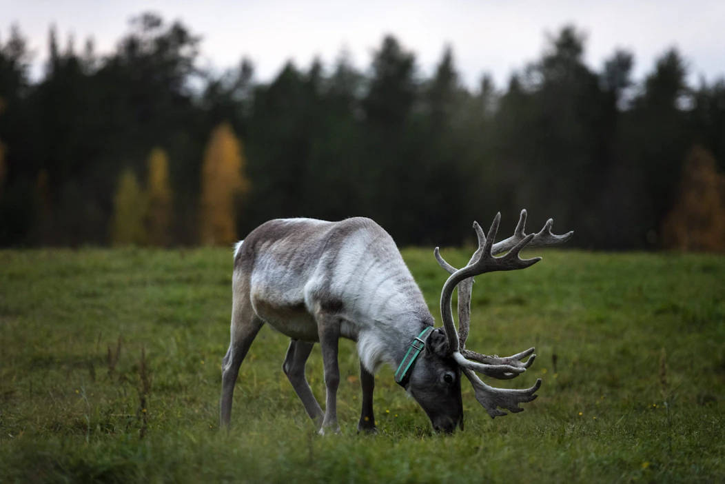 Suomessa satunnaiset punkit eivät ole aiheuttaneet poroille toistaiseksi samanlaista haittaa kuin esimerkiksi hirvikärpäset. LEHTIKUVA / Otto POnto.