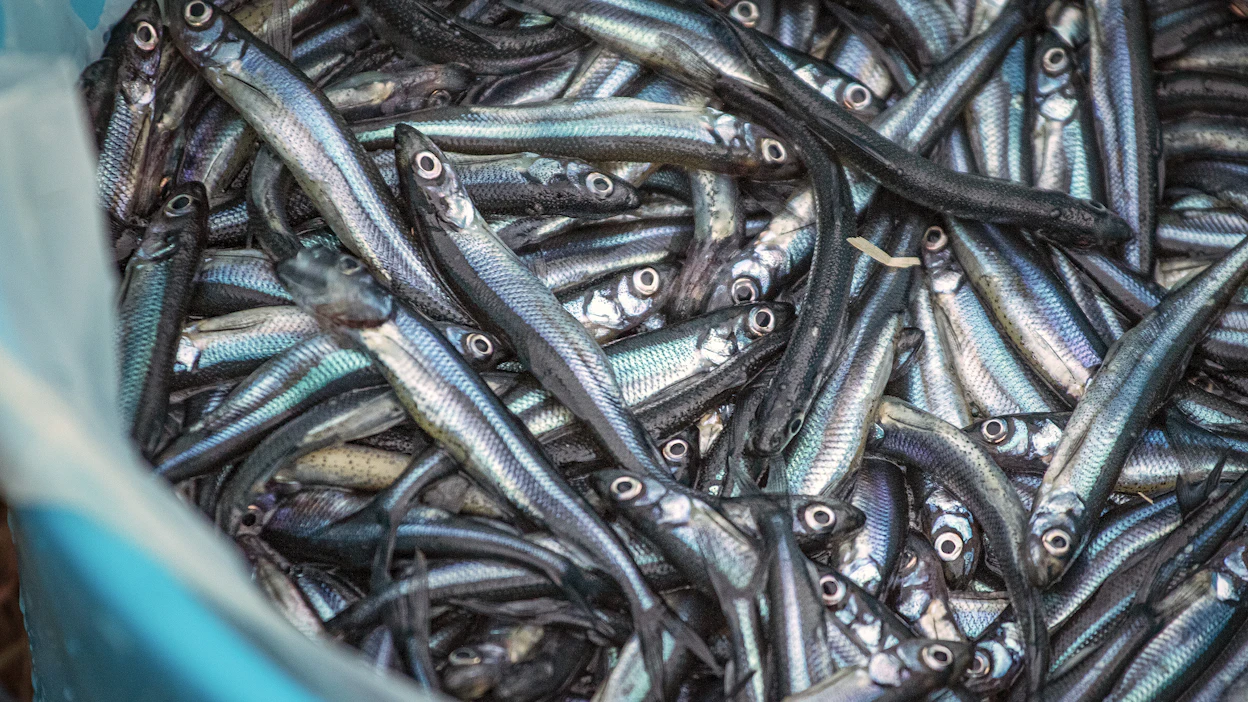 Tämä muikun näköinen arvokala on antanut panoksensa suomalaiseen paikannimistöön, mutta silti sen olemassaolo on valtaosalta vaipunut unoholaan.