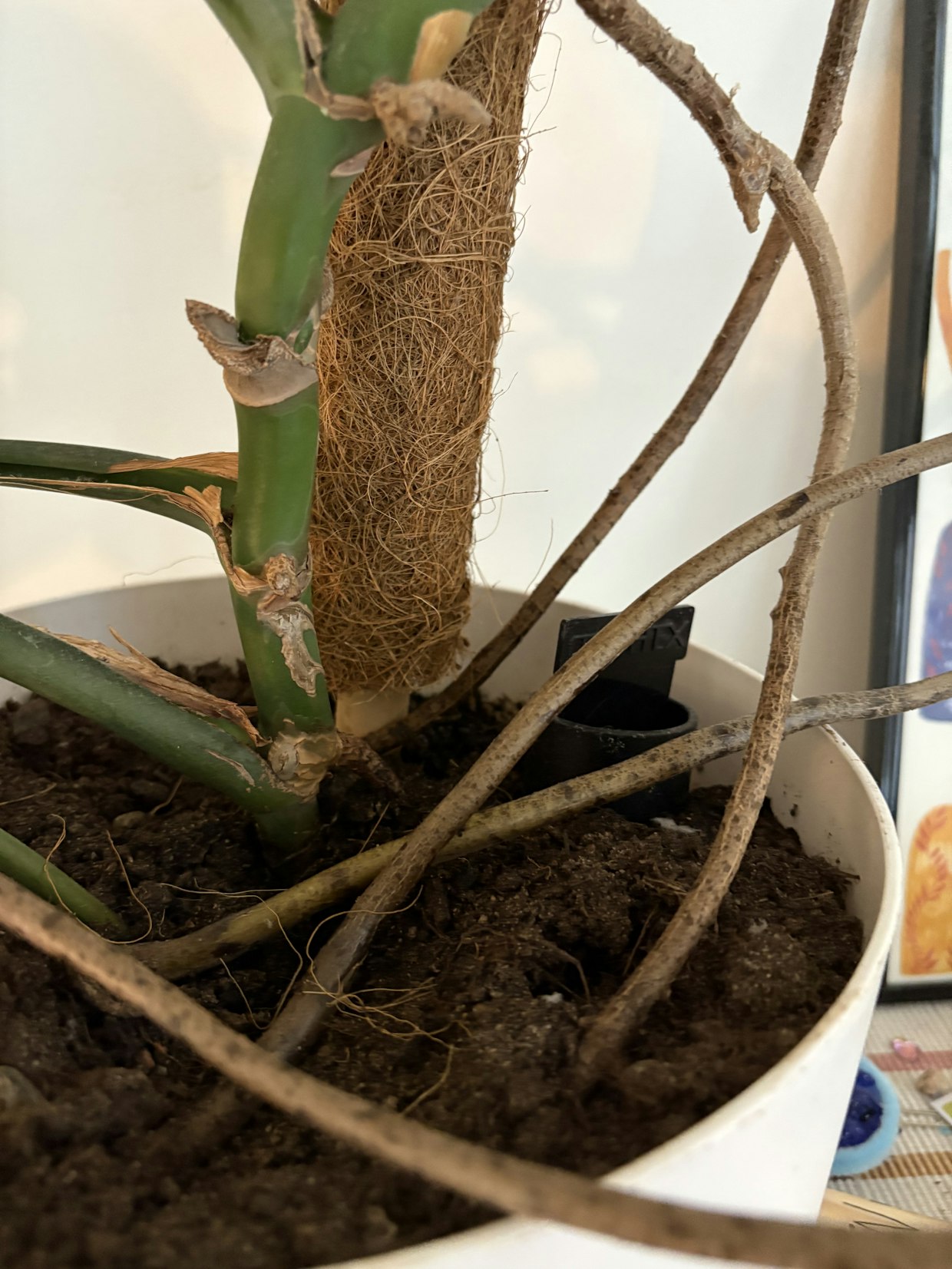 Ilmajuuret voi työntää multaan, jonne ne juurtuvat. Kuvan kasvilla on tukena kookoskuitutuki.