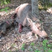 Keravalaisessa asunnossa vieraillut hirvi löytyi metsästyskoiran avulla maastosta Tuusulan Tuomalansuon alueella. Poliisi lopetti loukkaantuneen eläimen.