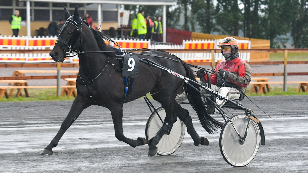 Goosebumps on todella kestävä ja tasainen kilpahevonen. Kuvassa ohjaksissa Tuomas Pakkanen.