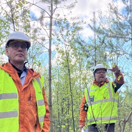 Metsä Groupin puunhankinnan ja metsäpalveluiden piiripäällikkö Jarkko Parpala ja operaatiopäällikkö Jarmo Karhu taimikonhoitokohteella Simossa. Taustalla hoitamatonta taimikkoa.