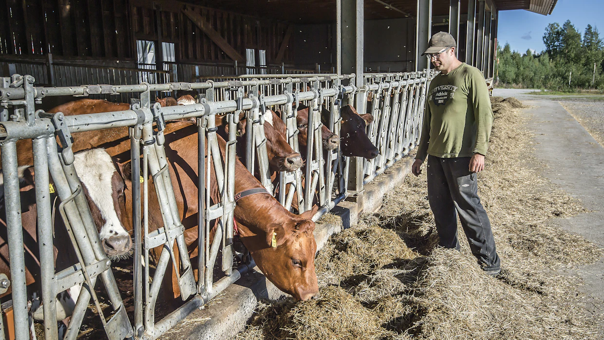 Tässä pihaton osassa on hiehoja. ”Nuorta karjaa on noin 45 eläintä. Lypsäviä meillä on kuutisenkymmentä”, Jarno Järvenoja kertoo.