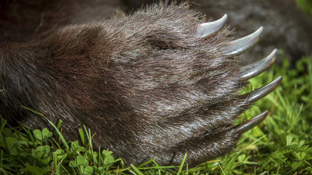 Kaksi muuta metsästäjää ampui karhun kuoliaaksi lähietäisyydeltä, vaikka tilanteessa oli ilmeinen vaara luotien osumisesta ihmiseen.