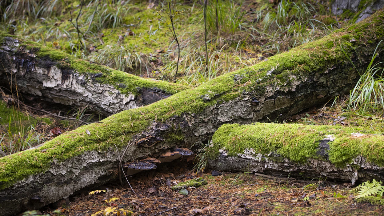 Jos metsästä löytyy esimerkiksi tämän näköistä puuta, sitä voisi ajatella Metso-kohteeksi.