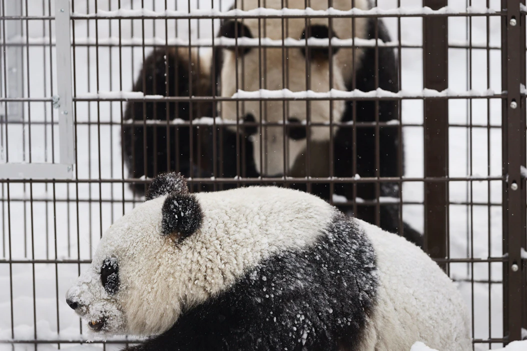 Pandat Lumi (edessä) ja Pyry kohtasivat aita välissään kun Ähtäri Zoon Pandatalo aukesi yleisölle helmikuussa 2018. LEHTIKUVA / RONI REKOMAA.