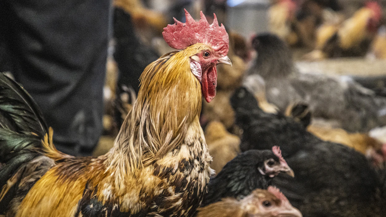Belgialaistutkimuksessa sekunnin tai kahden mittaiset kukkojen kiekaisut ylsivät hurjiin lukemiin ja olivat voimakkuudeltaan keskimäärin 130 desibeliä.