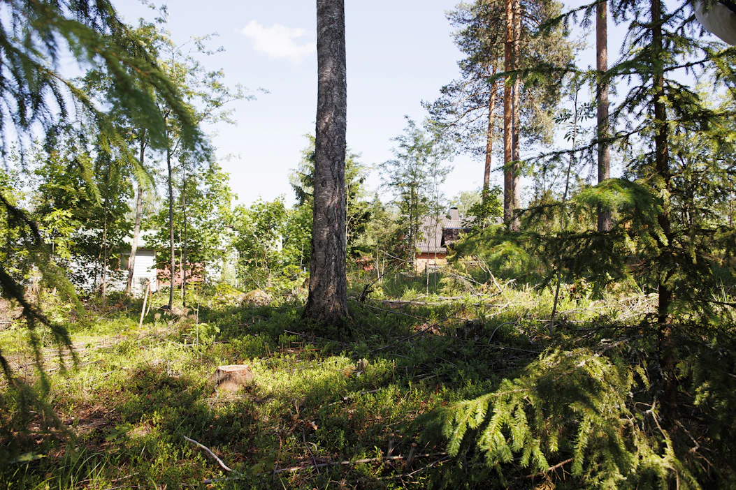 Jyväskylän lähimetsät ovat koneellisen käsittelyn jäljiltä harvoja ja väljiä. Kuvassa lähimetsää Kypärämäki–Köhniö -alueella asutuksen tuntumassa kesäkuussa 2024.