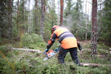 Kuitupuun hakkuussa kaasu ei ole koko ajan pohjassa ja välillä kasataan. Muovirunkoiset sahat kestävät hyvin tällaista työtä.