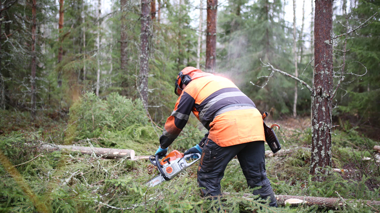 Kuitupuun hakkuussa kaasu ei ole koko ajan pohjassa ja välillä kasataan. Muovirunkoiset sahat kestävät hyvin tällaista työtä.