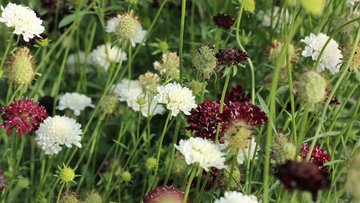 Kukikko houkuttelee pölyttäjiä ja tukee siten luonnon monimuotoisuutta.