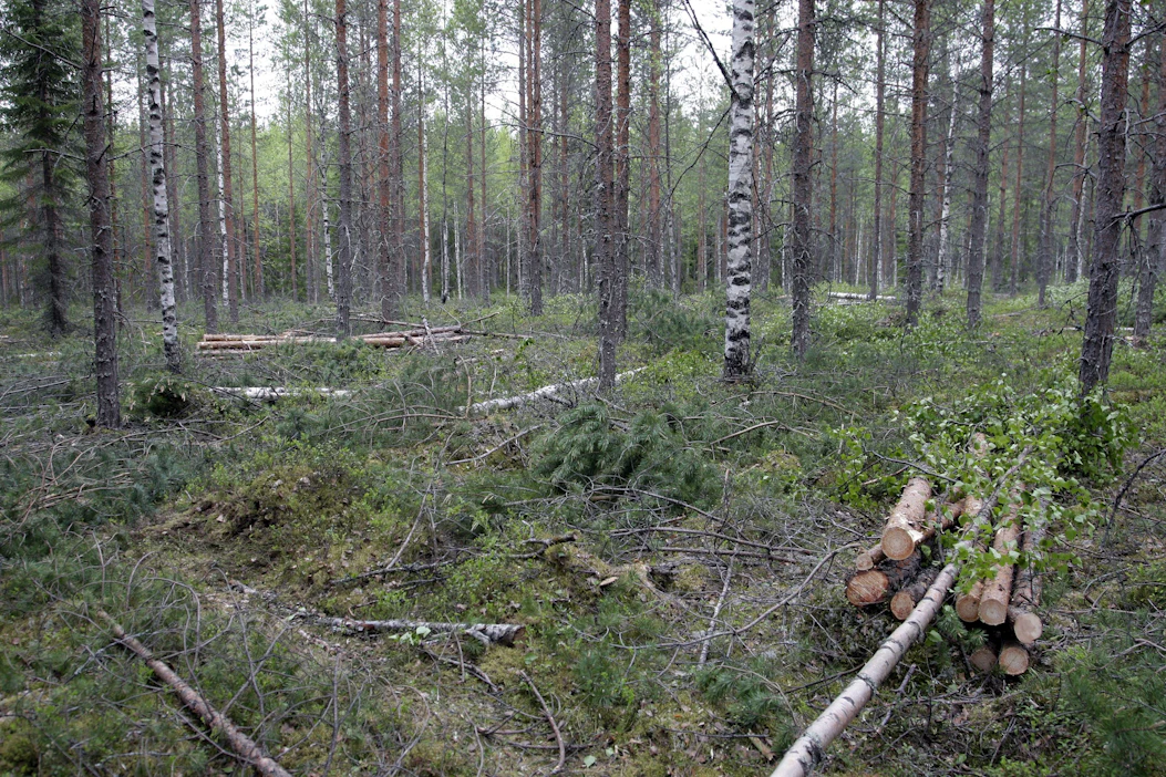 Metsänomistajien mukaan pohjoisen puu lähtee liikkeelle kuitupuun kantohinnan nostolla.
