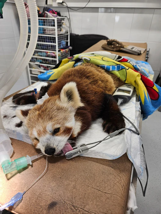 Pikkupandalle aloitettiin useamman tunnin kestänyt nesteytys kyyn pureman jälkeen. Lehtikuva / handout / Ähtäri Zoo.