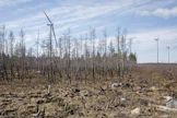 Kalajoen seurakunta suojeli paloalueesta 106 hehtaaria. Susinevan suojelualueella hiiltyneet puut on jätetty pystyyn.