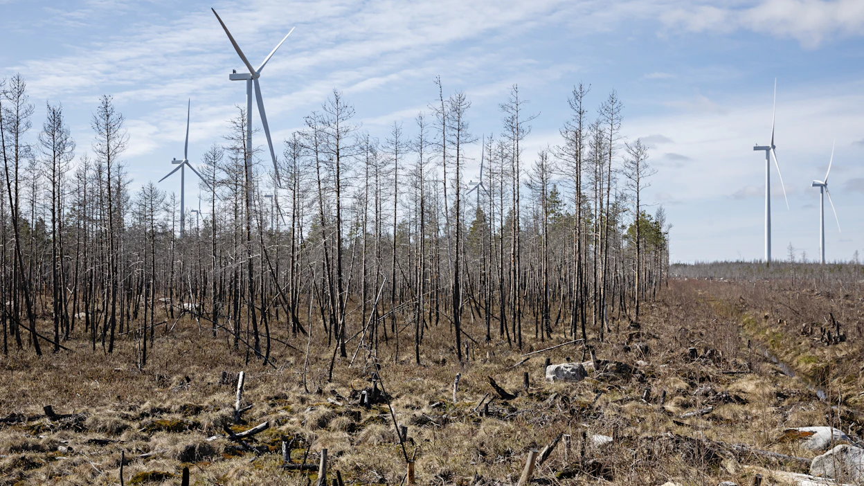 Kalajoen seurakunta suojeli paloalueesta 106 hehtaaria. Susinevan suojelualueella hiiltyneet puut on jätetty pystyyn.