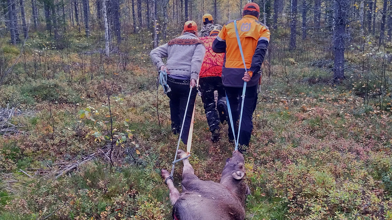 Hirvenmetsästystä Ylä-Lapissa harjoitetaan perinteisesti pienemmissä porukoissa. Kuvituskuva.