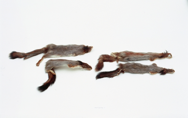 Ainoastaan harmaita talvioravia pidettiin aikoinaan arvokkaina.