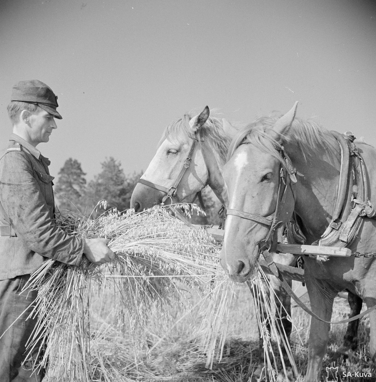 Asemasodan aikana miehet ja hevoset ehtivät myös maatöihin.