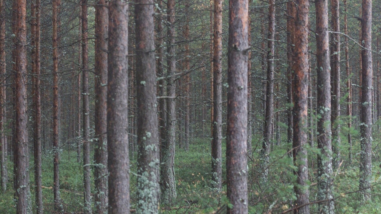 Tähän asti metsän uudistamiseen on ollut selkeä taloudellinen peukalosääntö. Vastaisuudessa kiertoaikaa pohdittaneen lisäksi ainakin hiilensidonnan näkökulmasta.