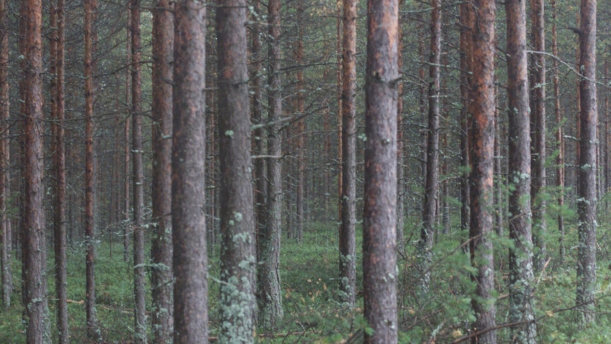 Tähän asti metsän uudistamiseen on ollut selkeä taloudellinen peukalosääntö. Vastaisuudessa kiertoaikaa pohdittaneen lisäksi ainakin hiilensidonnan näkökulmasta.