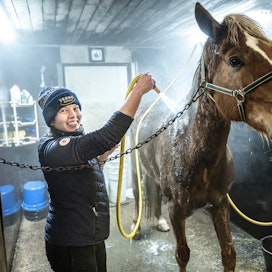 Vuoden hevosenhoitajaksi valittu Kirsi Simi pesee kuvassa Sarikania. 