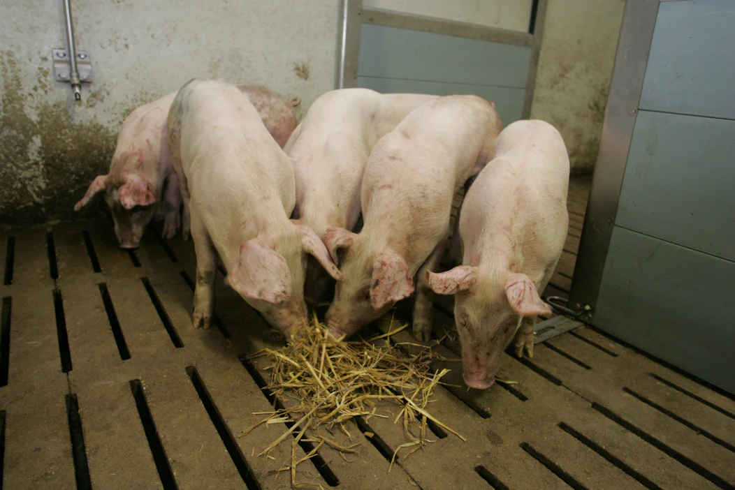 Isolle sikatilalle salmonellasaneeraus voi tuoda miljoonien kustannukset. Arkistokuva.