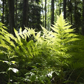 Metsänomistajat suojelivat ympäristöntukisopimuksin metsää viime vuonna 3 600 hehtaaria. Yleisimpiä kohteita olivat rehevät ja puustoiset metsät kuten lehdot ja korvet.