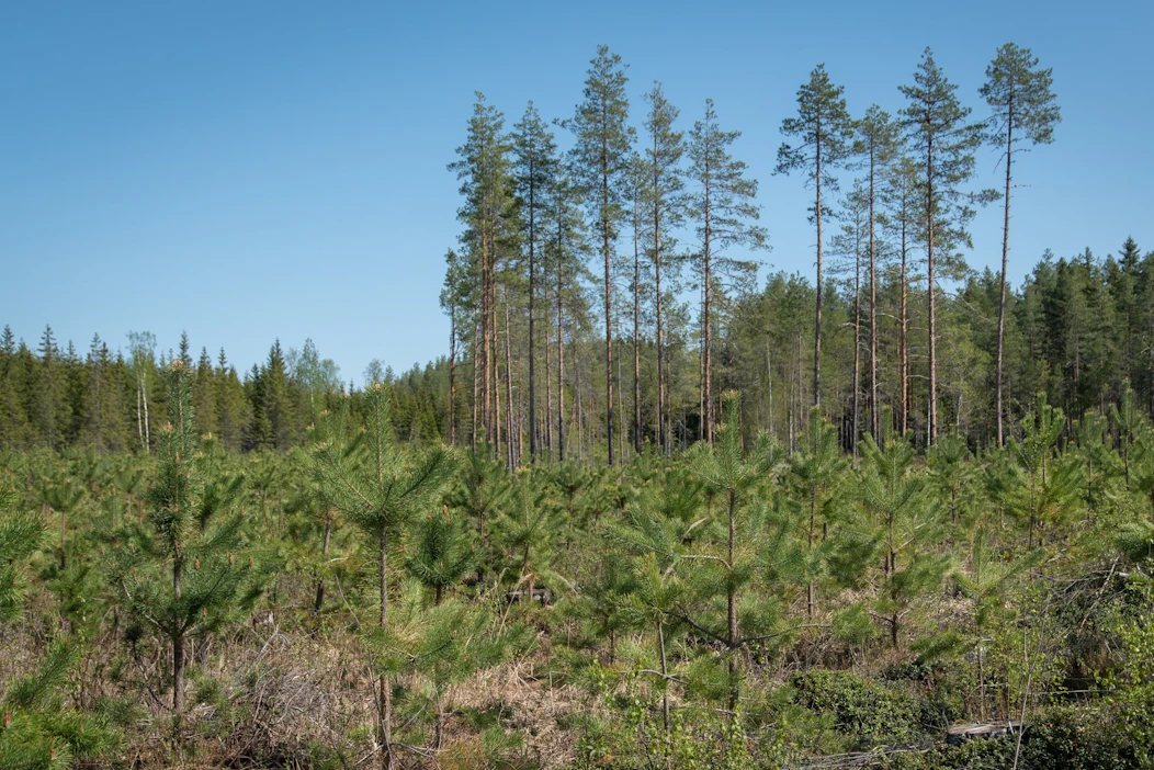 Finsilva teki metsäluonnon monimuotoisuutta lisääviä toimenpiteitä noin 13 300 hehtaarilla viime vuonna.