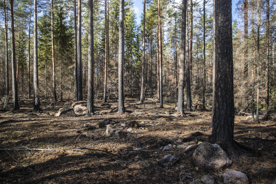 Metsien hiilinielua voidaan kasvattaa hyvällä metsänhoidolla, lannoituksilla ja jalostetulla siemen- ja taimimateriaalilla.