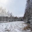 Taimikkoa entisellä pellolla. Kuvituskuva.