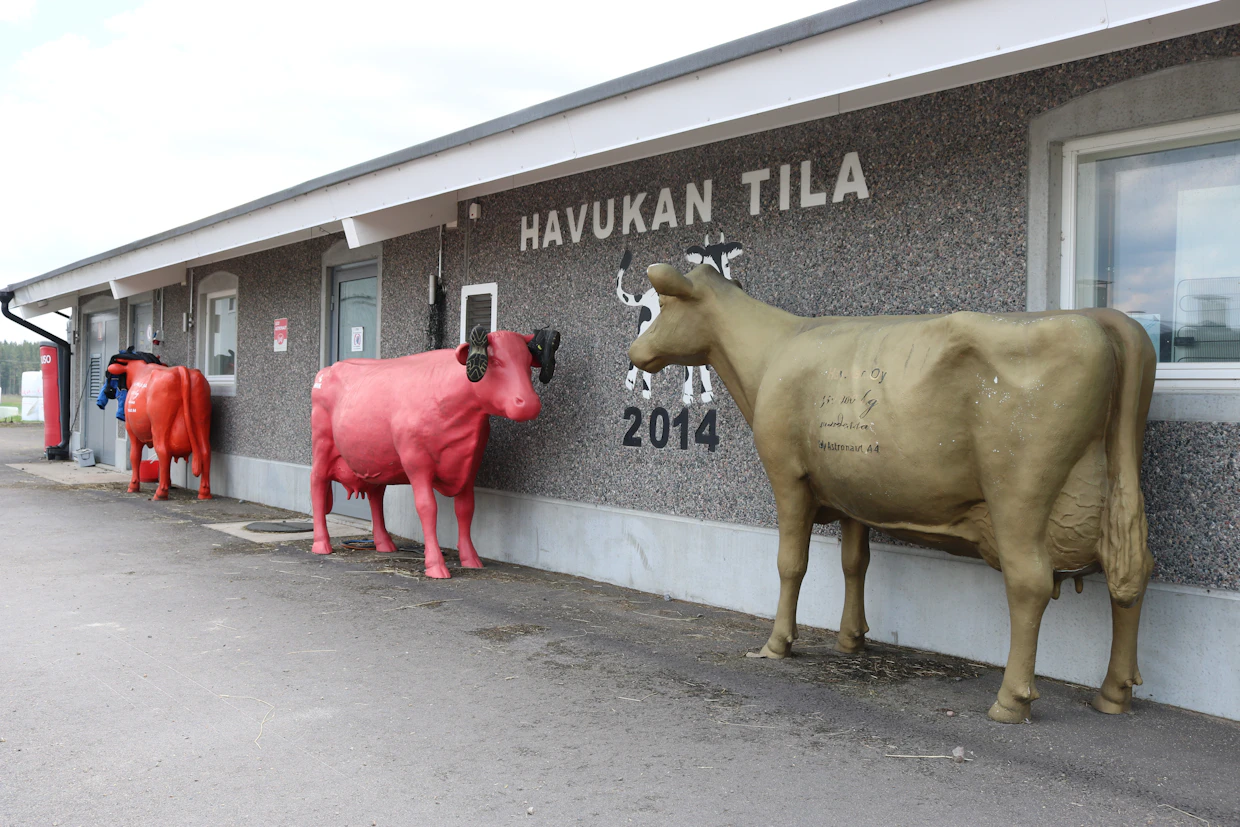 Havukan tila on saavuttanut vuosien saatossa lukuisia maidontuotannon kultaisia ja punaisia lehmäpalkintoja.
