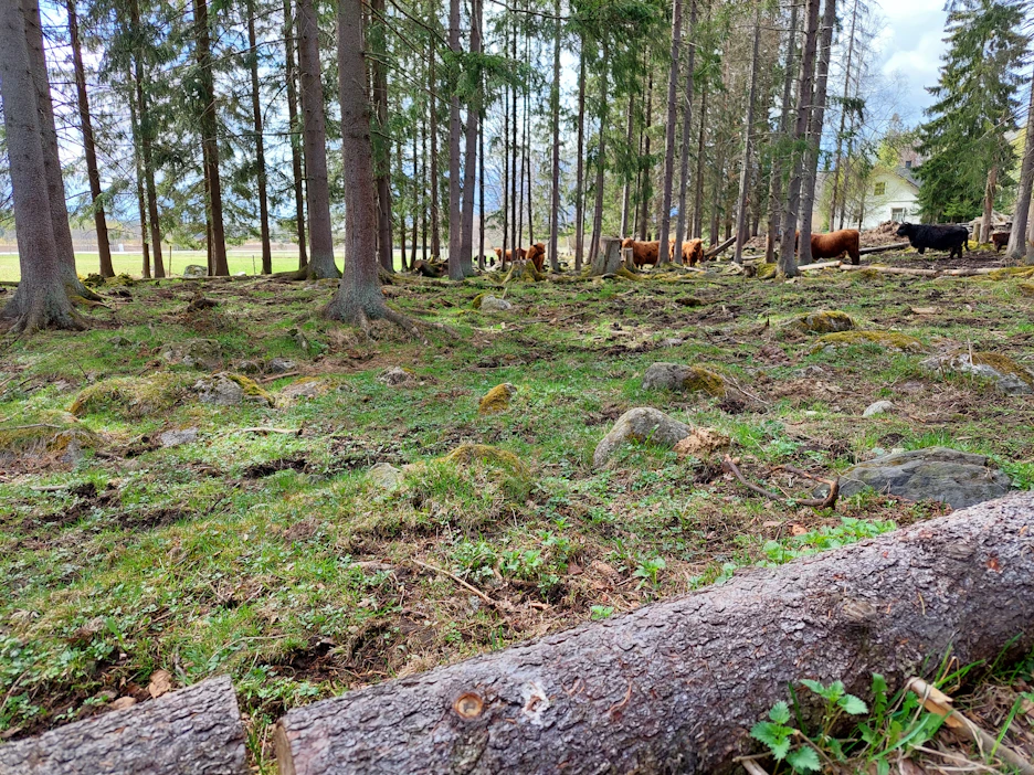 Vastasyntyneen vasikan jäänteet löytyivät laitumelta kuvassa näkyvän puunrungon takaa. Tilan päärakennus näkyy kuvassa oikeassa yläreunassa.