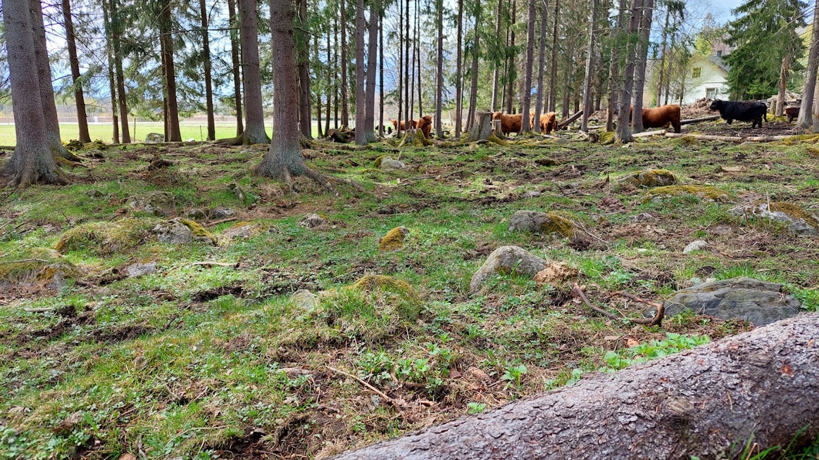 Vastasyntyneen vasikan jäänteet löytyivät laitumelta kuvassa näkyvän puunrungon takaa. Tilan päärakennus näkyy kuvassa oikeassa yläreunassa.